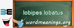 WordMeaning blackboard for lobipes lobatus